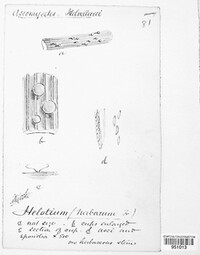 Calycina herbarum image